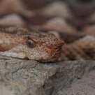 Sand Viper